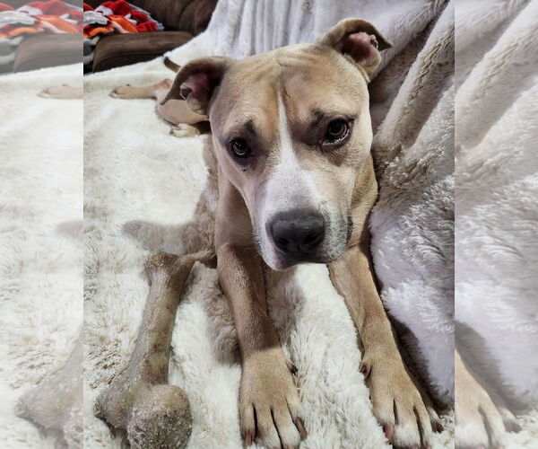 Medium Photo #2 Mutt Puppy For Sale in Rockaway, NJ, USA