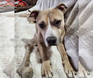XP Blue - Bangor, PA - Male Mutt Dog for Adoption - Photo #2