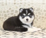 Small #3 Pomsky