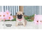 Small #28 Pug