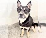 Small #1 Siberian Husky Mix
