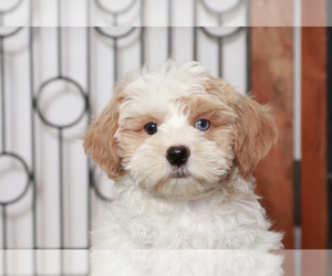 ShihPoo Puppy for sale in NAPLES, FL, USA