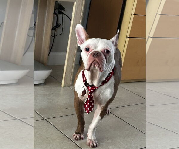 Medium Photo #2 Boston Terrier Puppy For Sale in Miami, FL, USA