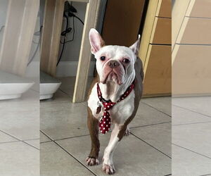 COURTESY POST: Astro - Male Boston Terrier Dog for Adoption - Photo #2