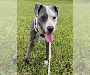TWO FACE - Male American Staffordshire Terrier Dog for Adoption - Photo #2