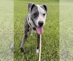 Small #1 American Staffordshire Terrier