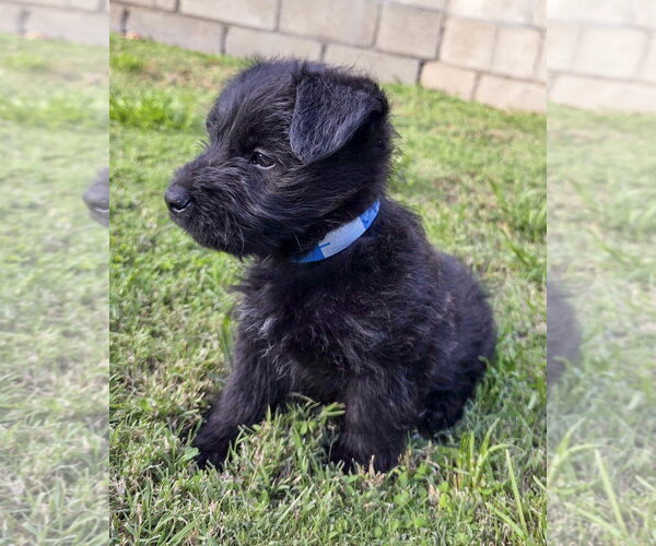 Medium Photo #7 Mutt Puppy For Sale in Corona, CA, USA