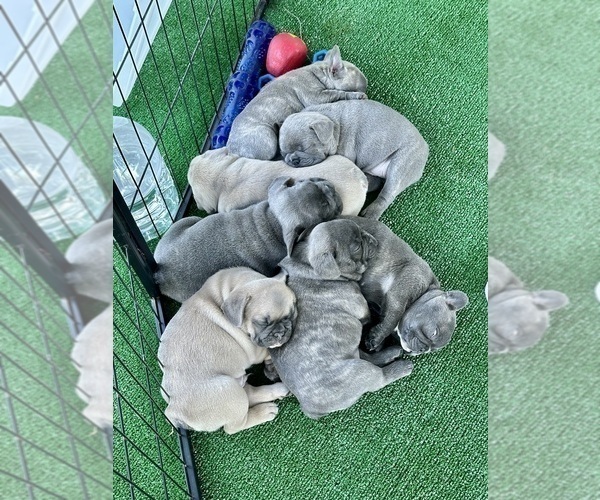 Medium Photo #1 French Bulldog Puppy For Sale in ORANGE, TX, USA