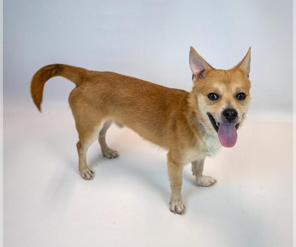 Medium Photo #5 Mutt Puppy For Sale in Kennesaw, GA, USA