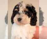 Small #1 Bernedoodle-Cavapoo (Miniature) Mix
