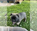 Small Photo #4 French Bulldog Puppy For Sale in WINDSOR, CT, USA
