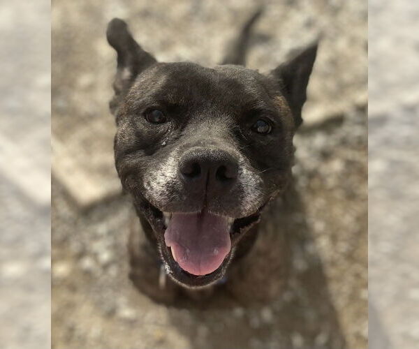 Medium Photo #3 Mutt Puppy For Sale in Evansville, IN, USA