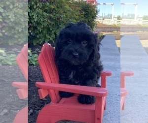 Lhasa-Poo Puppy for sale in CANOGA, NY, USA