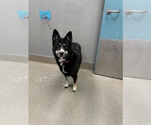 Australian Shepherd-Unknown Mix Dogs for adoption in Las Vegas, NV, USA