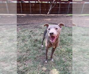Labrador Retriever-Unknown Mix Dogs for adoption in Plano, TX, USA