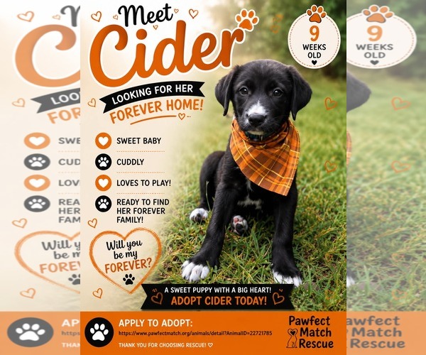 Medium Photo #3 Labrador Retriever-Unknown Mix Puppy For Sale in Holly Springs, NC, USA