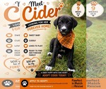 Small #2 Labrador Retriever Mix