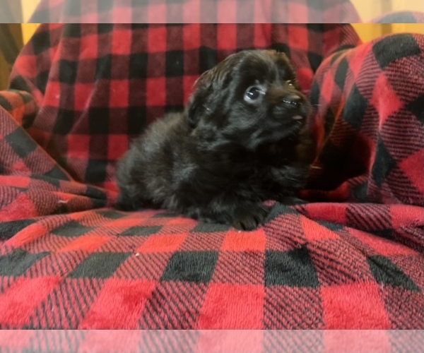 Medium Photo #2 Shiranian Puppy For Sale in LE CLAIRE, IA, USA