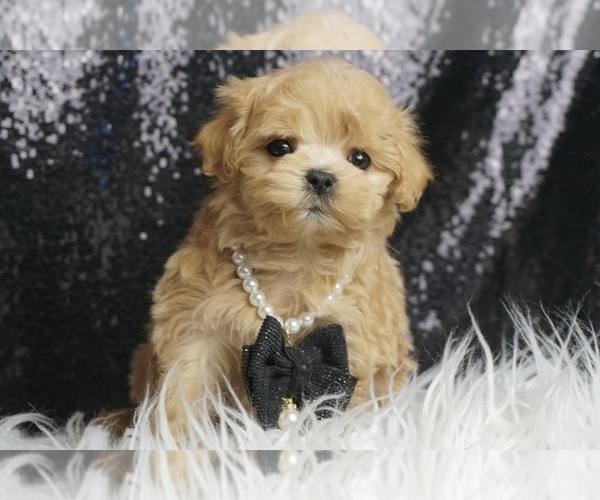 Medium Photo #6 Maltipoo Puppy For Sale in WARSAW, IN, USA