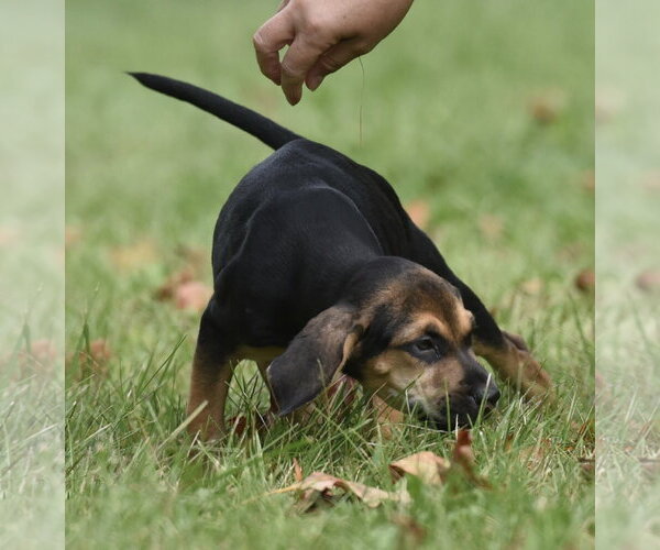 Medium Photo #7 Australian Shepherd-Beagle Mix Puppy For Sale in Mechanicsburg, PA, USA