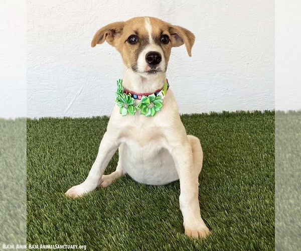 Medium Photo #2 Jack Russell Terrier-Unknown Mix Puppy For Sale in San Diego, CA, USA