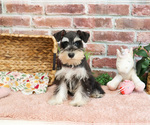 Small #5 Schnauzer (Miniature)