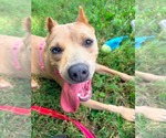Small Photo #2 Mutt Puppy For Sale in Rustburg, VA, USA
