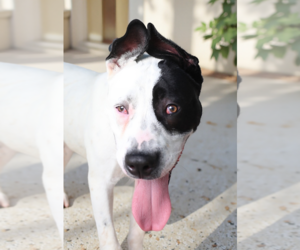 Mutt Dogs for adoption in Pasadena, CA, USA
