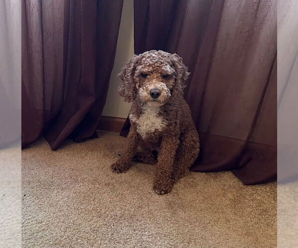 Medium Photo #1 Mutt Puppy For Sale in South Bend, IN, USA