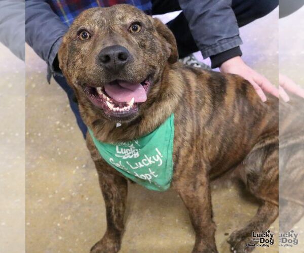 Medium Photo #5 Mutt Puppy For Sale in Washington, DC, USA