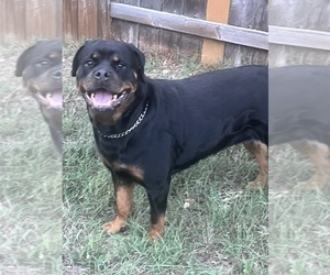 Rottweiler Puppy for sale in CYPRESS, TX, USA