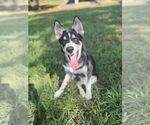 Small #4 Siberian Husky Mix