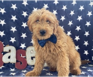 Goldendoodle Puppy for sale in LANCASTER, PA, USA