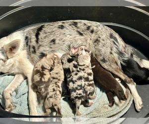 Australian Kelpie-Border Collie Mix Puppy for sale in VANCOUVER, WA, USA