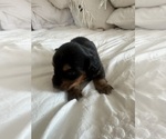 Small #2 Dachshund