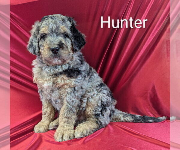 Medium Photo #3 Bernedoodle Puppy For Sale in CANON CITY, CO, USA