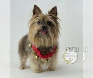 Mutt Dogs for adoption in Benton, LA, USA