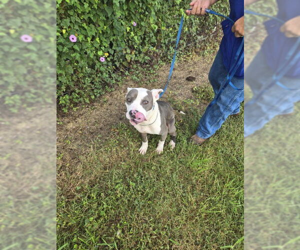 Medium Photo #3 American Pit Bull Terrier-Unknown Mix Puppy For Sale in Thorndale, TX, USA