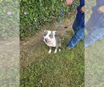 Small #2 American Pit Bull Terrier Mix