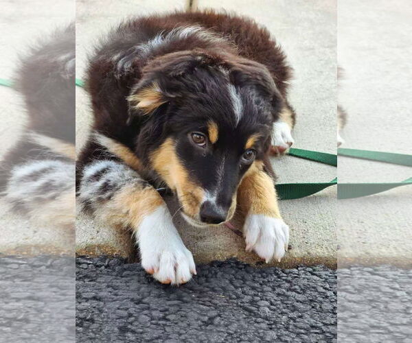 Medium Photo #1 Australian Shepherd Puppy For Sale in Wheaton, IL, USA