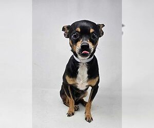 Chiweenie Dogs for adoption in New York, NY, USA