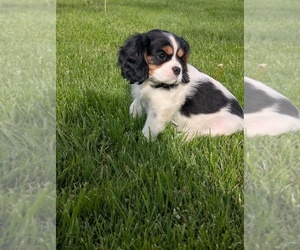 Cavalier King Charles Spaniel Puppy for sale in SEMPRONIUS, NY, USA