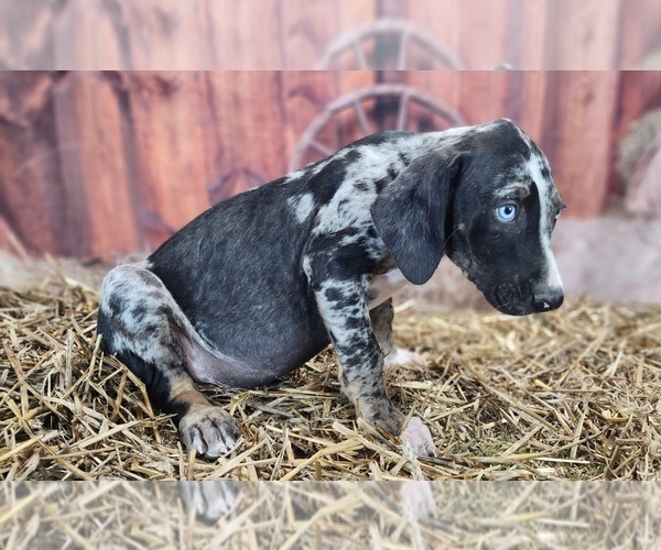 Medium Photo #9 Catahoula Leopard Dog Puppy For Sale in CUMBY, TX, USA