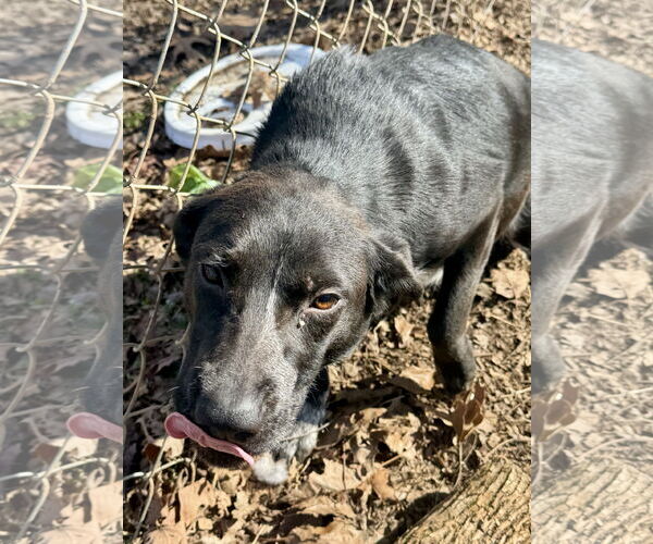 Medium Photo #1 Mutt Puppy For Sale in Sparta, TN, USA