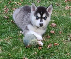 Alaskan Husky-Siberian Husky Mix Puppy for sale in HAVRE DE GRACE, MD, USA