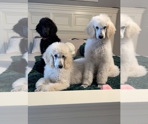 Poodle (Standard) Litter for sale in BAKERSFIELD, CA, USA