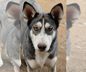 Siberian Husky-Unknown Mix Dogs for adoption in Visalia, CA, USA