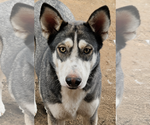 Small Siberian Husky Mix
