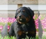 Small Photo #2 Bernedoodle (Miniature) Puppy For Sale in NAPPANEE, IN, USA