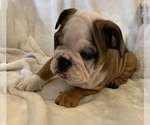 Small Photo #19 English Bulldog Puppy For Sale in JOHNS ISLAND, SC, USA